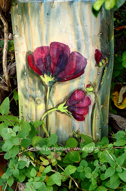 Cosmea purpurowa - malowana na drewnie